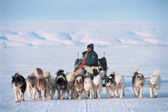 Sled Dog Race, Sledding Dogs Competition, Alaskian, Siberian Husky and Malamutes, Fastest Dog Breeds, Speed of Dogs