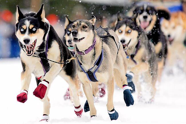 Sled Dog Race History and Origins