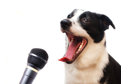 DOG COMMUNICATION BODY LANGUAGE