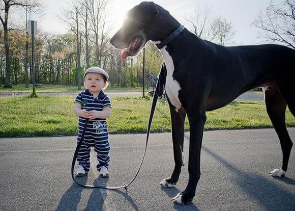 Dogs and kids, puppies and children