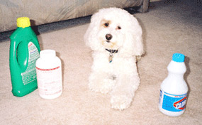 Dogs Medicine, Veterinary, First Aid: DOG POISONS