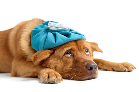 Dogs Medicine, Veterinary, First Aid