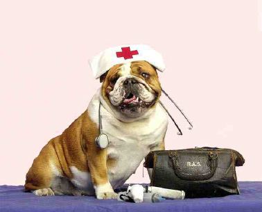 Dogs Medicine, Veterinary, First Aid