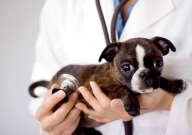 Dogs Medicine, Veterinary, First Aid