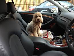 DOG TRAVEL IN CAR