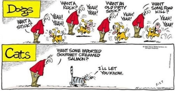 dog and cat, dog vs cat
