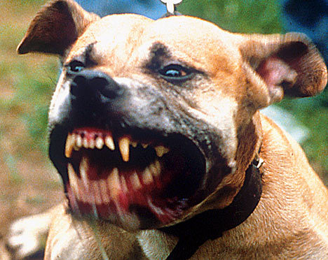BREEDS USED IN DOG FIGHT
