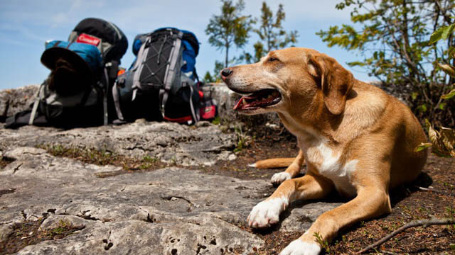 DOG HIKING - DANGERS ON THE WAY - BEARS