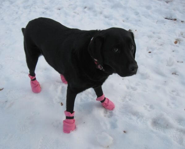 HOMEMADE DOG SHOES & BOOTS, HOW TO MAKE DOG BOOTS AT HOME