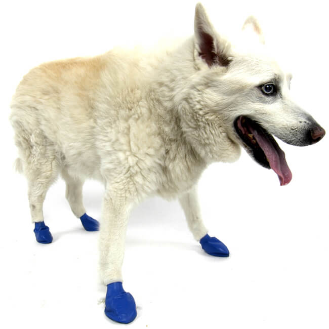 How to get Dog used to Boots, Shoes & Socks?