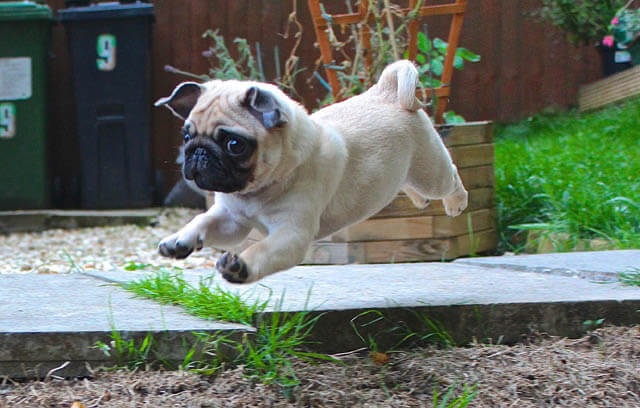 Personalised Pug Print Double Trouble Twice the Fun - Portugal