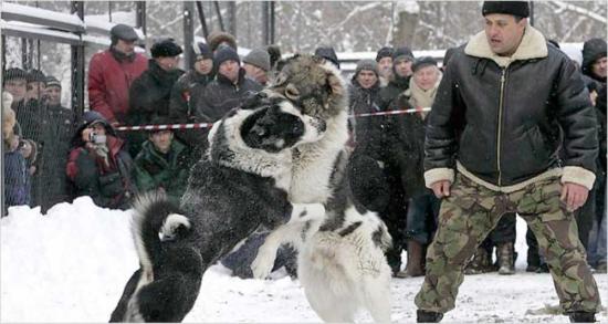 RUSSIA DOG FIGHT IN THE RING