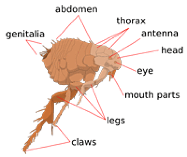 Dog Fleas, Mites and Ticks