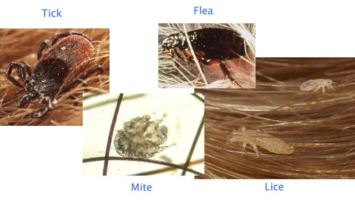 Dog Fleas, Mites and Ticks