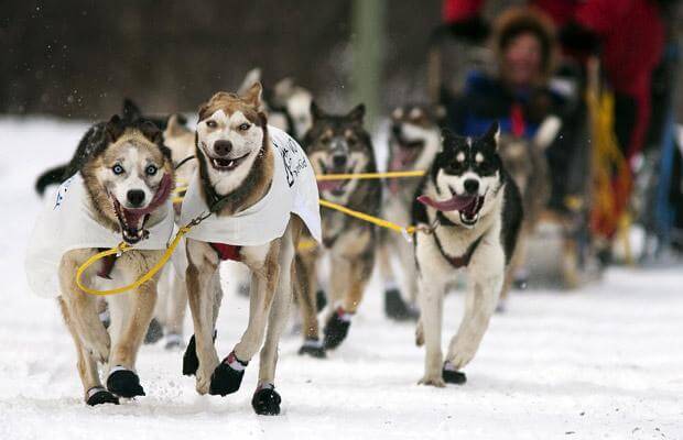 SLEDDING DOGS MISCONCEPTIONS