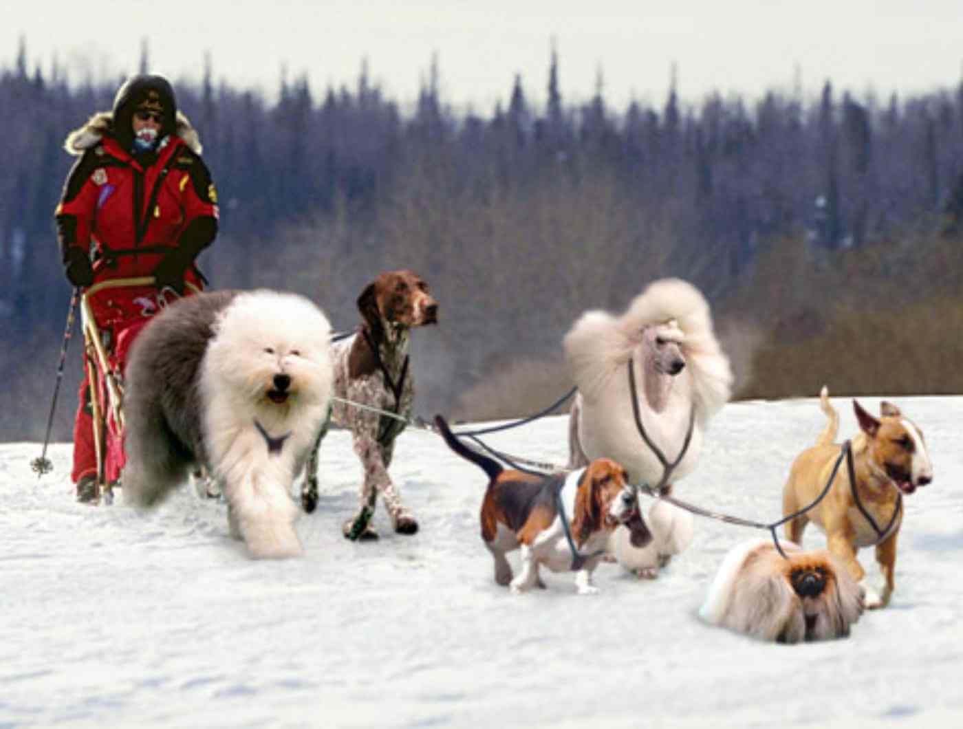 Sledding Dogs Iditarod Yukon Inuit Race DOGICA 