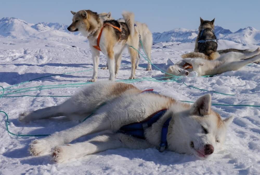 Sled Dog Race Greenland Dog