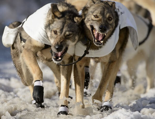 Iditarod Sled Dog Race, Sled Dogs Mushing