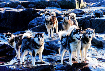 Sled Dog Race, Sledding Dogs Competition, Alaskian, Siberian Husky and Malamutes, Fastest Dog Breeds, Speed of Dogs