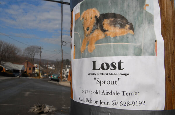 lost puppy