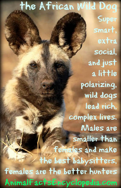 AFRICAN WILD DOG AND WOLF, DOG & WOLF, EVOLUTION, DOMESTICATION