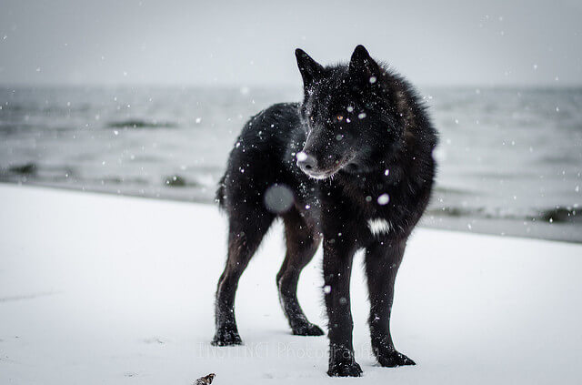 DOG AND WOLF, WOLF-DOG, DOG-WOLF