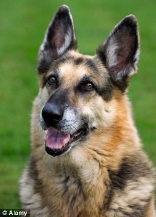 DOG BREED MISCONCEPTIONS - GERMAN SHEPHERDS