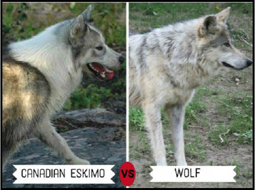 DOGS THAT LOOK LIKE WOLVES - WOLFDOG: BREED SPECIFICATIONS, HYBRID DOG, MIXED DOG