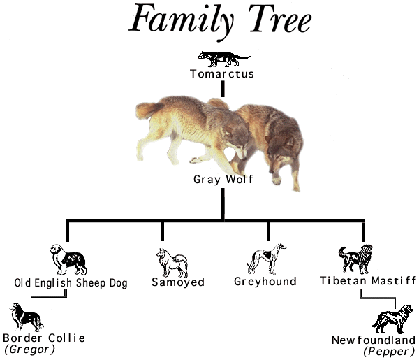 THIS IS OLD SCIENCE FICTION !!! DOGS ARE NOT DESCENDED FROM WOLFS !!! - DOG vs WOLF BREEDING and GENETICS