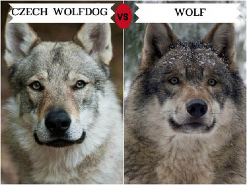 DOGS THAT LOOK LIKE WOLVES