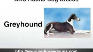 WATCH DOG & PUPPY VIDEO !!!