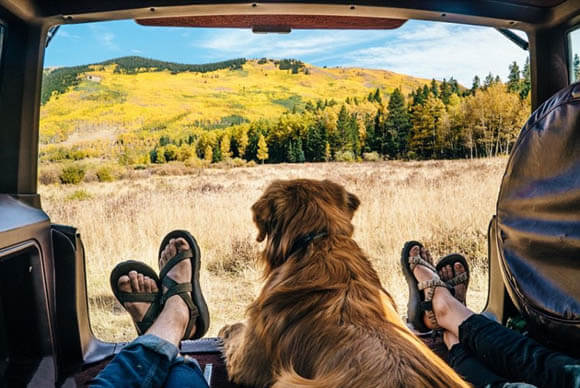 THE ULTIMATIVE DOG TRAVEL GUIDE