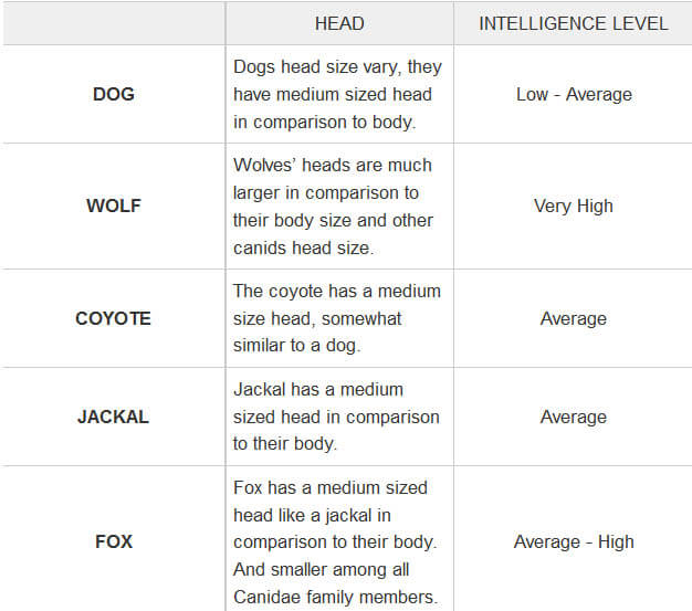 DOG vs WOLF COMPARISON: WHO IS SMARTER, BRAIN, INTELLIGENCE, IQ