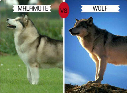 DOGS THAT LOOK LIKE WOLVES - WOLFDOG: BREED SPECIFICATIONS WOLF-DOG, DOG-WOLF