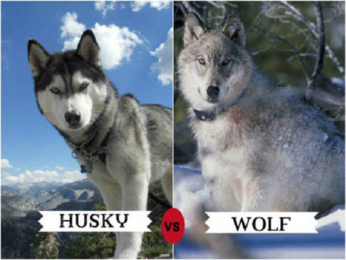 DOGS THAT LOOK LIKE WOLVES - MIXED DOG, DOG AND WOLF, WOLF-DOG, DOG-WOLF