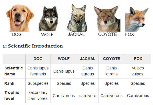 THIS MATERIAL & TABLE (c) BY WWW.HUBPAGES.COM - DOG vs WOLF COMPARISON: DIFFERENCE & SIMILARITY