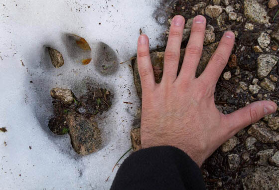DOG AND WOLF PAWS, DOG & WOLF, DOG vs WOLF TRACKS, PAWS & STEPS IDENTIFICATION, DIFFERENCE - HOW TO DISTINGUISH WOLF TRACKS and STEPS?