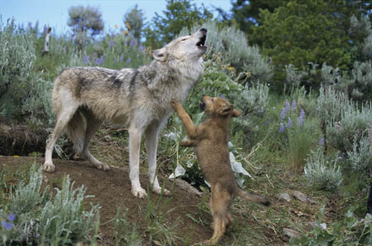 PET WOLF & DOG DOMESTICATION