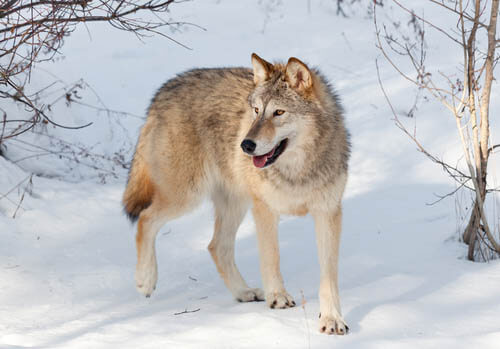 DOG vs WOLF BRAIN