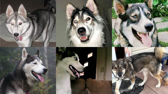 WOLFDOG: BREED SPECIFICATIONS, HYBRID DOG, MIXED DOG, DOG AND WOLF, WOLF-DOG, DOG-WOLF