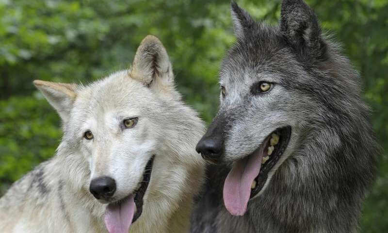 DOG AND WOLF, DOG & WOLF, DOG vs WOLF