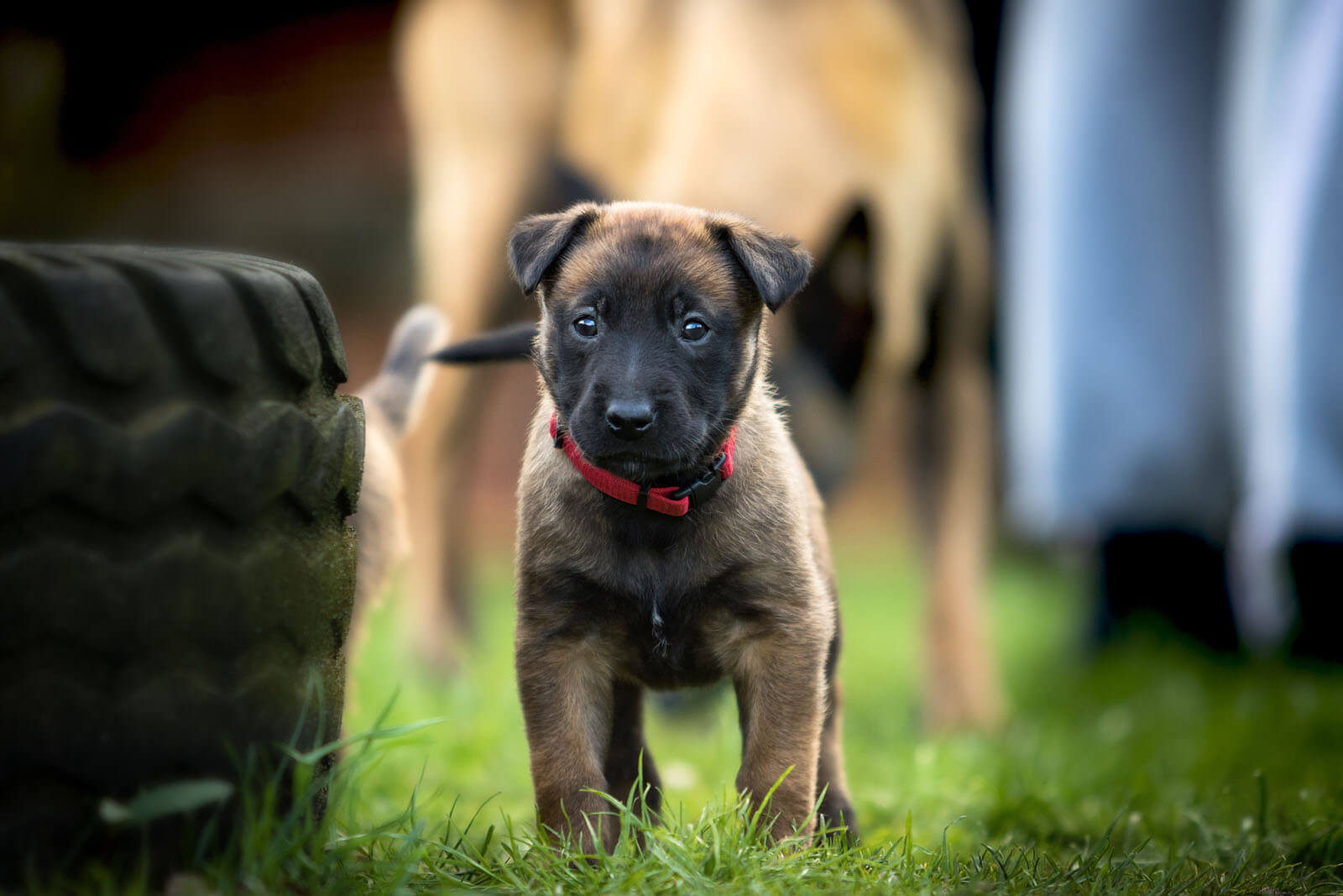 LEASH TRAINING FOR SENIOR DOGS