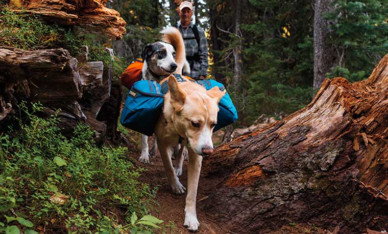 PREPARING YOUR DOG FOR HIKING & BACKPACKING