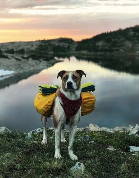BEST DOG BACKPACKING GEAR