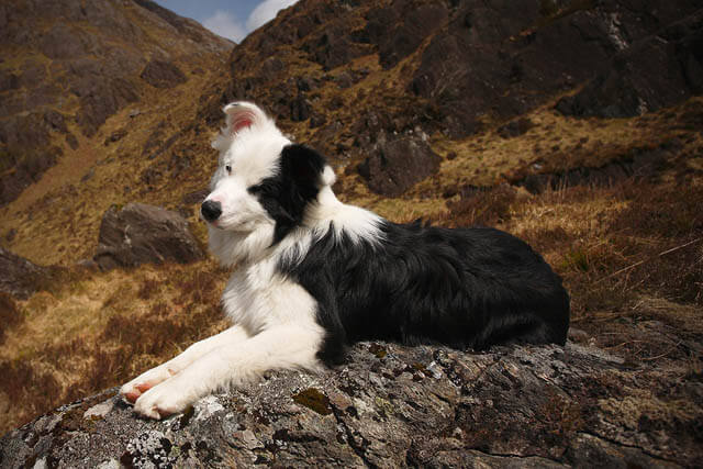 DOG HIKING