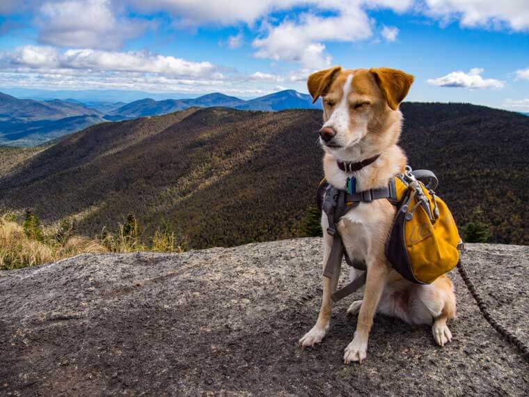 TRAINING YOUR DOG FOR HIKING & BACKPACKING