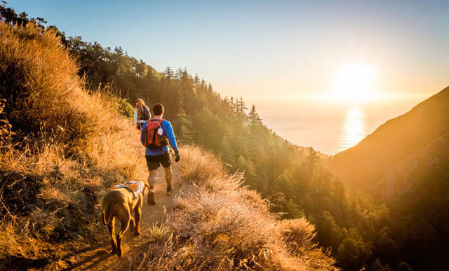 TRAINING DOG FOR BACKPACKING