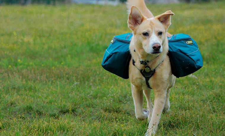 BEST DOG BACKPACKING GEAR