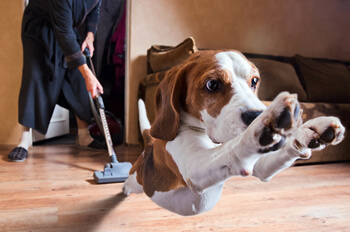 DOG SEPARATION ANXIETY and MISBEHAVIOR - HOW TO DISTINGUISH, KNOW?