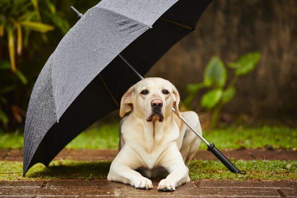 HELP YOUR DOG FIGHT THUNDERSTORM PHOBIA & FEAR